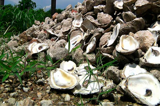 Seafood