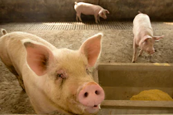 Swine