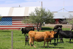 U s Cattle