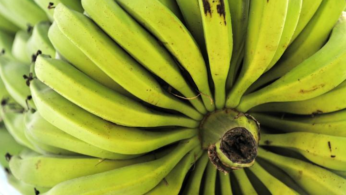 A bunch of bananas grown by a smallholder farmer near Palmira, southwestern Colombia.