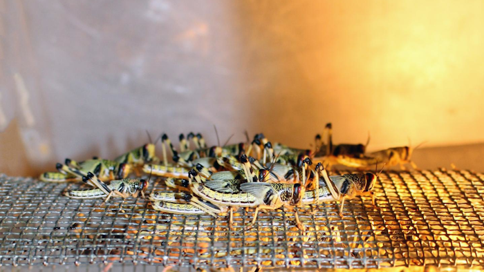 Among other things, the research team led by Dr. med. Sevgan Subramanian and Prof. Wilhelm Windisch developed a special feed mix for locusts (Schistocerca gregaria).