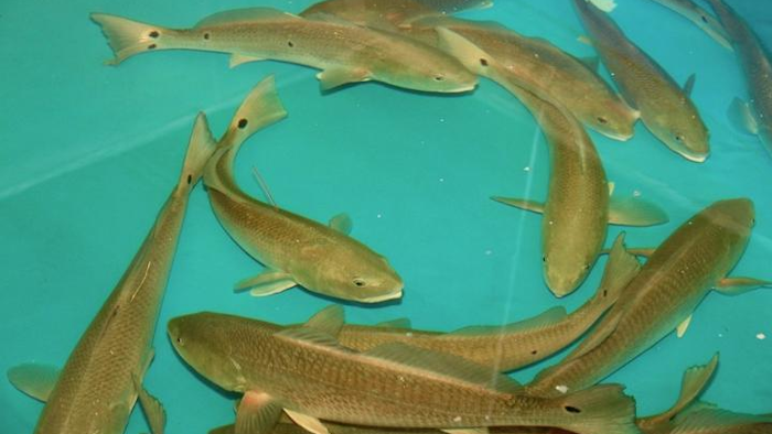 Adult Red Drum Broodfish