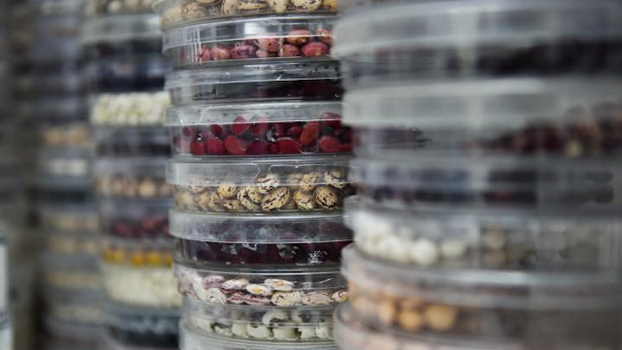 Important bean varieties are stored in containers.