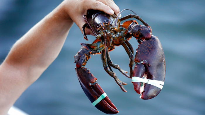 In this Saturday, Aug. 24, 2019, photo a 3.5 pound lobster is held by a dealer at Cape Porpoise in Kennebunkport, Maine. America's lobster exports to China have plummeted this year as new retaliatory tariffs have shifted business to Canada.