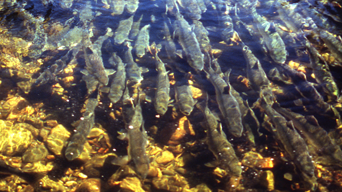 Salmon