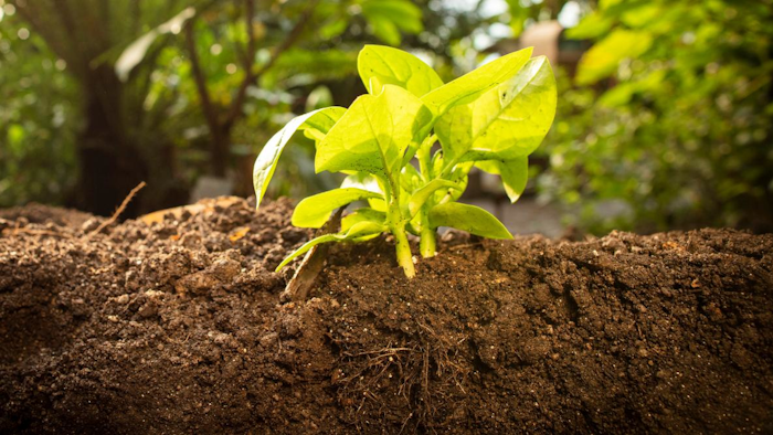 The University of Plymouth is leading the quest to fabricate soils which could ultimately lead to the creation of custom-made, sustainable products.