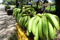 A man sells bananas near a quarantined banana plantation affected by a destructive fungus near Riohacha, Colombia, Thursday, Aug. 22, 2019. A disease that ravages banana crops has made its long-dreaded arrival in Latin America, reigniting worries about the global market's dependence on a single type of banana, the Cavendish.