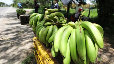 A man sells bananas near a quarantined banana plantation affected by a destructive fungus near Riohacha, Colombia, Thursday, Aug. 22, 2019. A disease that ravages banana crops has made its long-dreaded arrival in Latin America, reigniting worries about the global market's dependence on a single type of banana, the Cavendish.