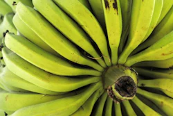 A bunch of bananas grown by a smallholder farmer near Palmira, southwestern Colombia.