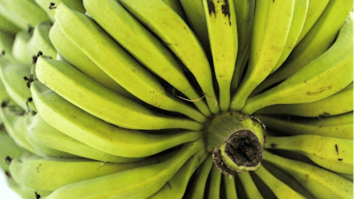 A bunch of bananas grown by a smallholder farmer near Palmira, southwestern Colombia.