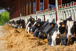 Dairy Farm Holsteins