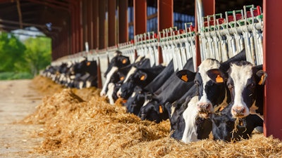 Dairy Farm Holsteins