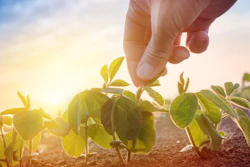 Farmer Working In Soybean Field In Morning