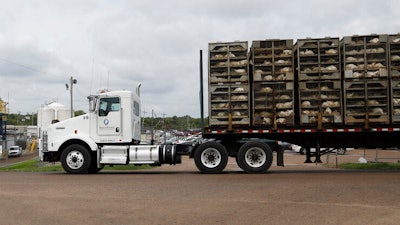 Business continues at this Koch Foods Inc., plant in Morton, Miss., Thursday, Aug. 8, 2019, as a truck loaded with chickens passes the plant following Wednesday's raid by U.S. immigration officials. In an email Thursday, U.S. Immigration and Customs Enforcement spokesman Bryan Cox said more than 300 of the 680 people arrested Wednesday have been released from custody.