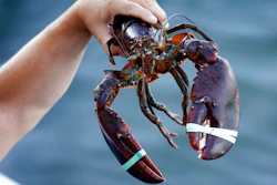 In this Saturday, Aug. 24, 2019, photo a 3.5 pound lobster is held by a dealer at Cape Porpoise in Kennebunkport, Maine. America's lobster exports to China have plummeted this year as new retaliatory tariffs have shifted business to Canada.