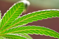 This Monday, May 20, 2019, file photo, shows a marijuana leaf on a plant at a cannabis grow. Louisiana is becoming the first Deep South state to dispense medical marijuana, four years after state lawmakers agreed to give patients access to therapeutic cannabis.