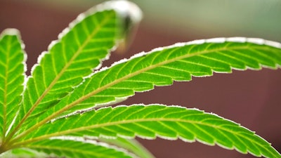 This Monday, May 20, 2019, file photo, shows a marijuana leaf on a plant at a cannabis grow. Louisiana is becoming the first Deep South state to dispense medical marijuana, four years after state lawmakers agreed to give patients access to therapeutic cannabis.