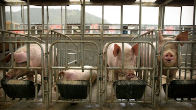 Pigs eat feed at a pig farm in Panggezhuang village in northern China's Hebei province. As a deadly virus ravages pig herds across Asia, scientists are accelerating efforts to develop a vaccine to help guard the world's pork supply.