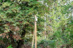 Power Line Tree Ap