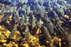 Salmon