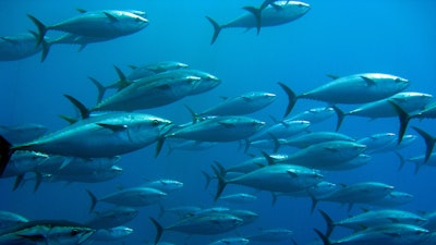 School Of Tuna