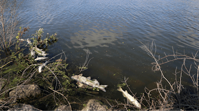 Several dead fish float along the bank of Burns Ditch near the Portage Marina in Portage, Indiana.