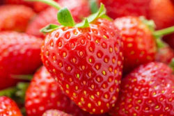 Strawberries Organic