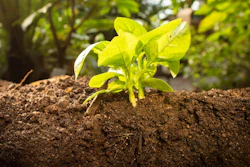 The University of Plymouth is leading the quest to fabricate soils which could ultimately lead to the creation of custom-made, sustainable products.