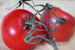 Tomato
