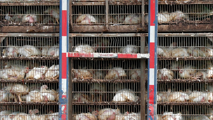In this Thursday, Aug. 8, 2019, file photo, chickens are shipped for processing in Morton, Miss. The use of antimicrobial washes and sprays is widespread in the U.S. chicken industry, with companies applying them to kill germs at various stages in the production process. The practice highlights concerns that Britain could be pressured to accept looser food safety standards when negotiating post-Brexit trade deals.