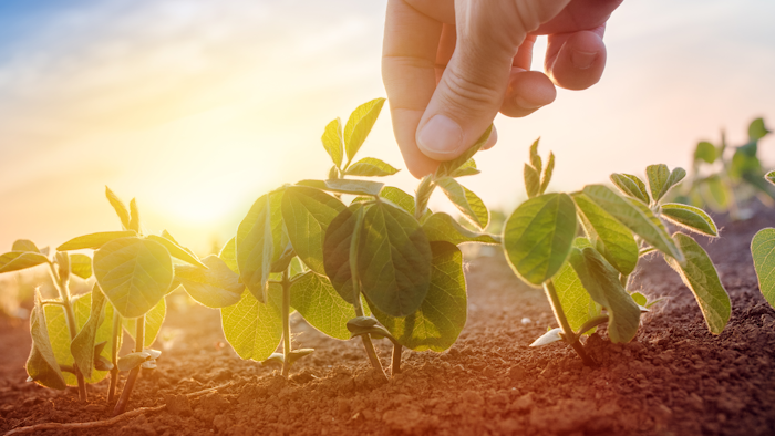 Farmer Working In Soybean Field In Morning