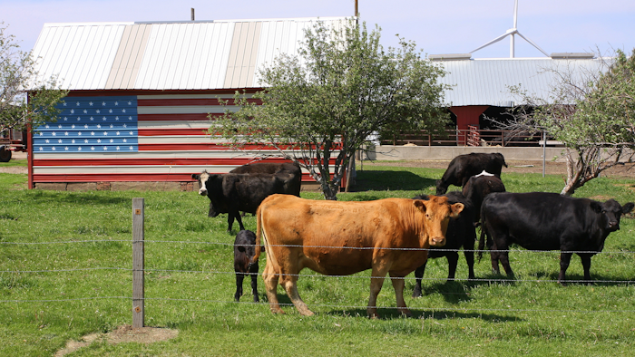 U s Cattle