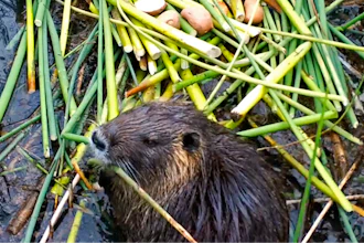 This April 18, 2019, photo provided by the California Department of Fish and Wildlife shows a nutria in Merced County, Calif.