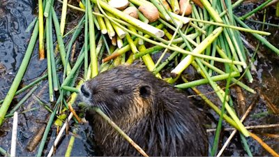 This April 18, 2019, photo provided by the California Department of Fish and Wildlife shows a nutria in Merced County, Calif.