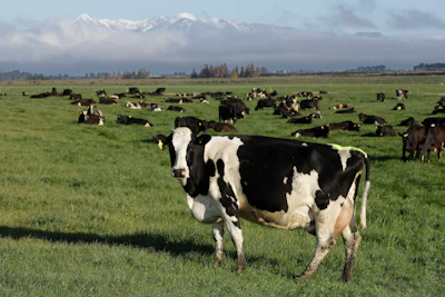 In this Oct. 8, 2018, photo, dairy cows graze on a farm near Oxford, New Zealand.