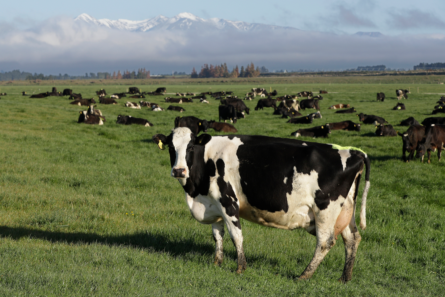 new zealand cow farm jobs