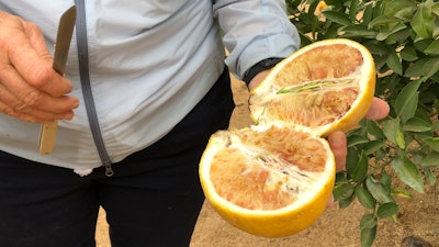 Tracy Kahn, curator of the Citrus Variety Collection at University of California, Riverside, shows a sampling of fruit grown on the site in Riverside, Calif., Thursday, Sept. 26, 2019. The collection forms part of a broad effort to find a solution to a tree-killing disease that has ravaged groves in Florida and abroad.