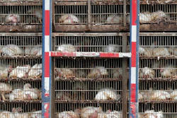 In this Thursday, Aug. 8, 2019, file photo, chickens are shipped for processing in Morton, Miss. The use of antimicrobial washes and sprays is widespread in the U.S. chicken industry, with companies applying them to kill germs at various stages in the production process. The practice highlights concerns that Britain could be pressured to accept looser food safety standards when negotiating post-Brexit trade deals.