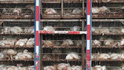 In this Thursday, Aug. 8, 2019, file photo, chickens are shipped for processing in Morton, Miss. The use of antimicrobial washes and sprays is widespread in the U.S. chicken industry, with companies applying them to kill germs at various stages in the production process. The practice highlights concerns that Britain could be pressured to accept looser food safety standards when negotiating post-Brexit trade deals.