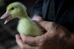 Ducklings are raised cage-free and then force-fed to produce foie gras, the fattening of duck liver that is served at restaurants and sold at grocery stores.