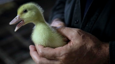 Ducklings are raised cage-free and then force-fed to produce foie gras, the fattening of duck liver that is served at restaurants and sold at grocery stores.