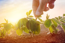 Farmer Working In Soybean Field In Morning