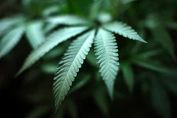 Pot