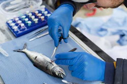 A Pacific Salmon Foundation researcher dissects tissue samples from overwintering Chinook to detect for the presence of infectious agents, Quatsino Sound, BC, March 2019.