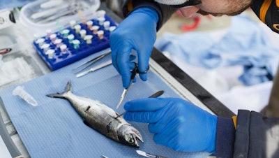 A Pacific Salmon Foundation researcher dissects tissue samples from overwintering Chinook to detect for the presence of infectious agents, Quatsino Sound, BC, March 2019.