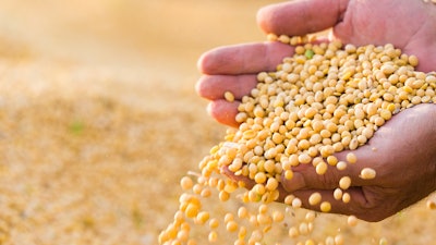 Soya Bean Seed In Hands Of Farmer 614153448 3000x2070 (1)