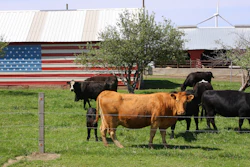 U s Cattle