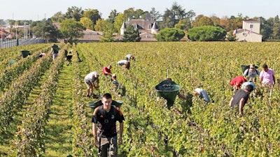 This file photo shows workers collecting red grapes in the vineyards of the famed Chateau Haut Brion, a Premier Grand Cru des Graves, during the grape harvest season, in Pessac-Leognan, near Bordeaux, southwestern France.