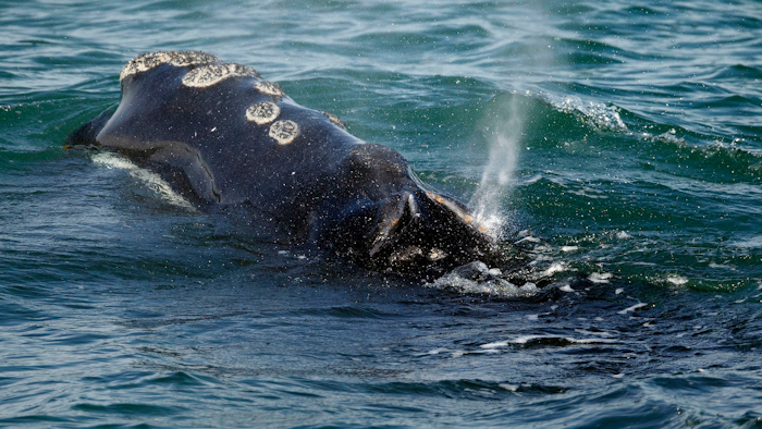 In this March 28, 2018 file photo, a North Atlantic right whale feeds on the surface of Cape Cod bay off the coast of Plymouth, MA.