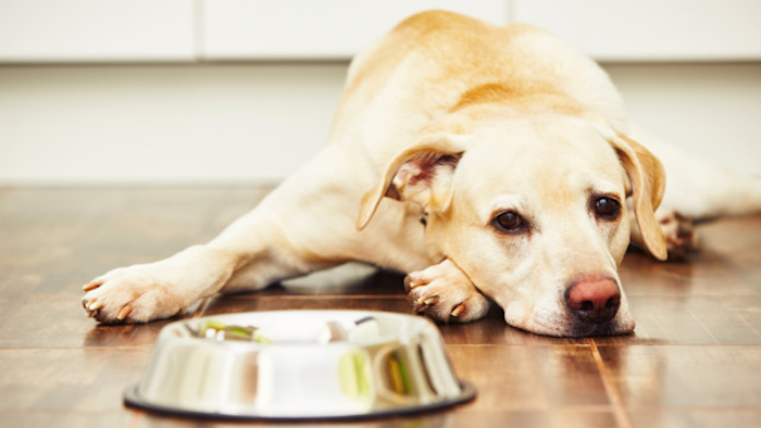 Hungry Doggie 5d924d293f02e